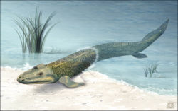 Tiktaalik.jpg