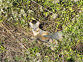 Thumbnail for version as of 01:41, 11 March 2008