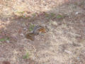 Common-name (Chipmunk)