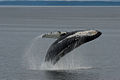 Humpback Whale (Megaptera novaeangliae) Family: Balaenopteridae