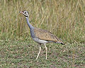 White-bellied Bustard (Eupodotis senegalensis) Family:Otididae