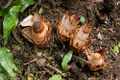 M. yamamotoi Genus:Mitrastemon