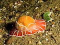Moon Snail (Naticarius orientalis) Order: Neotaenioglossa, Family: Ceraphronoidea, Genus: Euspira