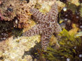 Unidentified Sea star. Sea Ranch, California.