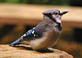Blue Jay (cristata) Cyanocitta cristata