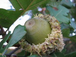 Bur Oak Nut