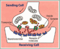 Thumbnail for version as of 05:33, 20 January 2009