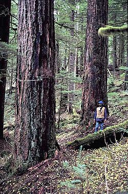 Douglas-fir.jpg