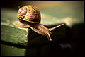 Garden Snail (Helix aspersa) Order: Stylommatophora, Family: Helicidae, Genus: Helix, Species: aspersa