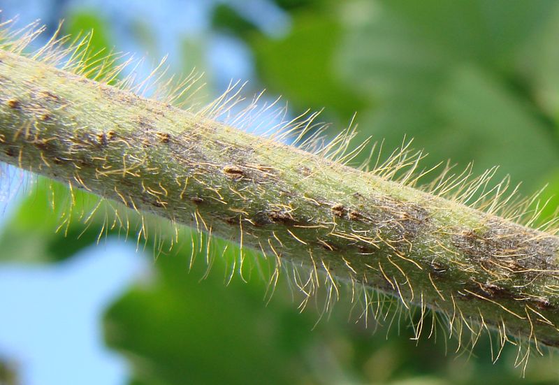 File:Kudzu stem.jpg