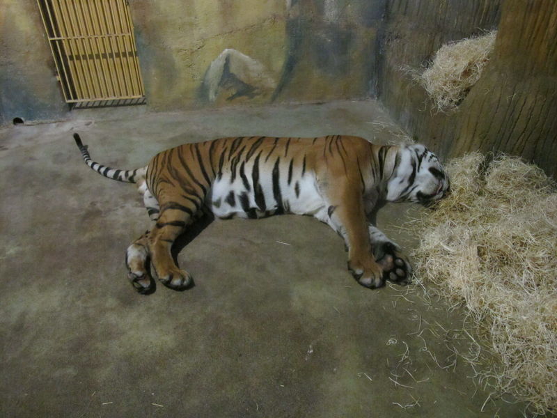 File:Malayan tiger.jpg