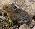 Pika (Ochotona Princeps) Subtaxa:Ochotona princeps