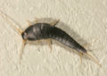 Silverfish (Lepisma saccharina) Order: Thysanura