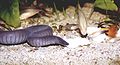 Rubber Eel (Typhlonectes natans ) Family: Typhlonectes
