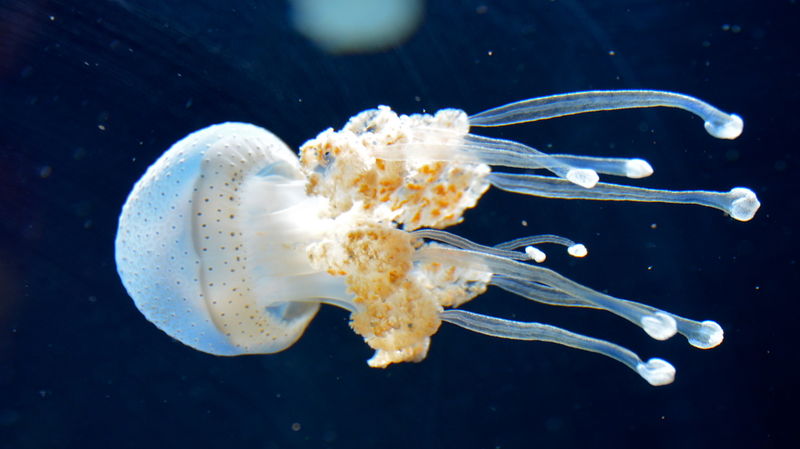 File:White spotted jelly 2.jpg