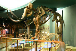 Woolly Mammoth Skeleton.jpg