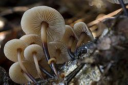 Another Mushroom.JPG