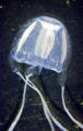 Thumbnail for version as of 22:26, 11 November 2007