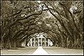 Black Oak (Quercus Velutina)