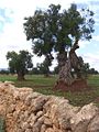 Olive Tree (Olea Europaea)
