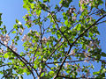 Princess Tree (Paulownia Tomentosa)