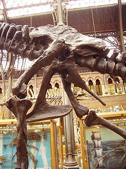 Tyrannosaurus pelvis.jpg