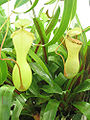 Yellow Pitcher Plant (Sarracenia flava)