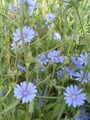 (C. pumilum)