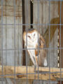 Barn Owl (Tyto alba)