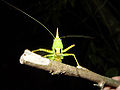 Cone-headed Katydid (Neoconocephalus ensiger) Subfamily: Copiphorinae