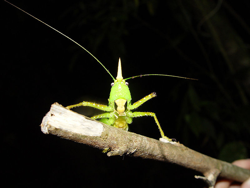 File:Cone-headed katydid.jpg