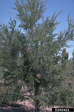 Desert ironwood.jpg
