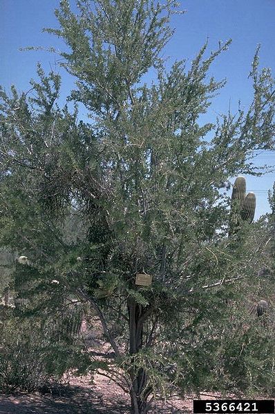 File:Desert ironwood.jpg