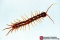 garden centipede