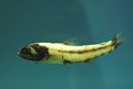 Luminous lanternfish (Luminosa) Genus:lampadena