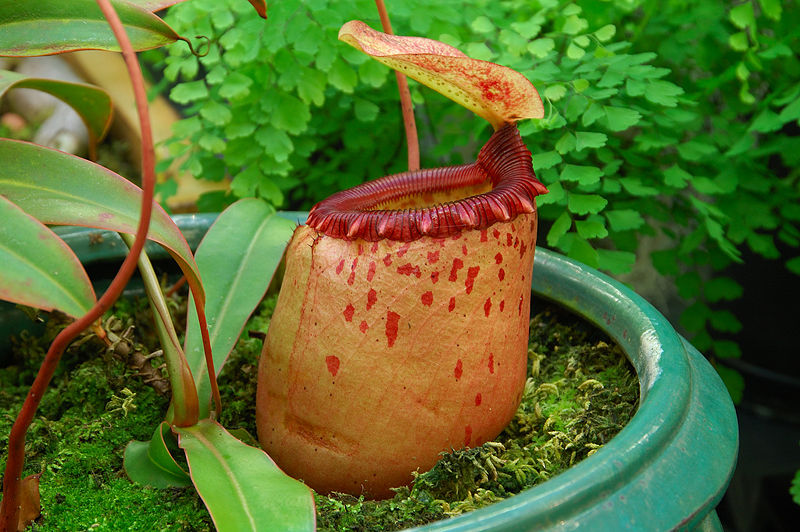 File:Nepenthes 3.jpg