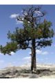 Ponderosa Pine