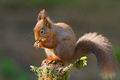 The Red Squirrel (Sciuris vulgaris) Genus: Scuirus
