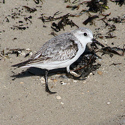 Sanderling at Beach after Storm.jpg