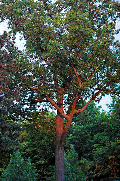 File:Sunset on Black Oak.jpg