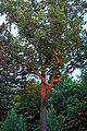 Thumbnail for version as of 01:46, 28 April 2010