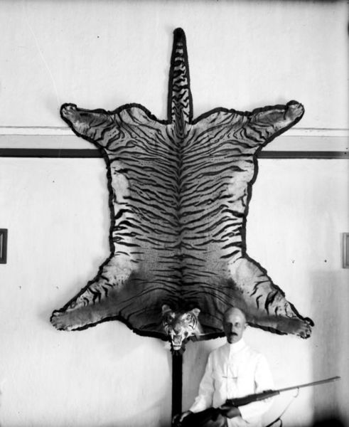 File:Tiger skin.jpg