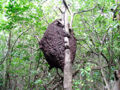 This is another type of Termite habitat and this one is high towards the top of a tree is a big lump called a Termite nest.