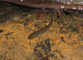 Pacific Giant Salamander (Dicamptodon tenebrosus) Aquatic Larva