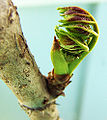 Devils Walking Stick (Aralia Spinosa)