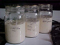 Bakers yeast (Saccharomyces cerevisiae)