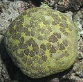 Pillow Cushion star (Culcita novaeguineae)