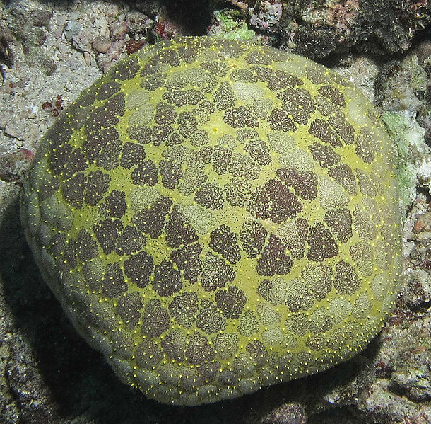 File:C. novaeguineae6.jpg
