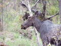 Algonquin Park Moose