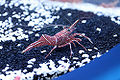 dancing shrimp (Rhynchocinetes durbanensis)